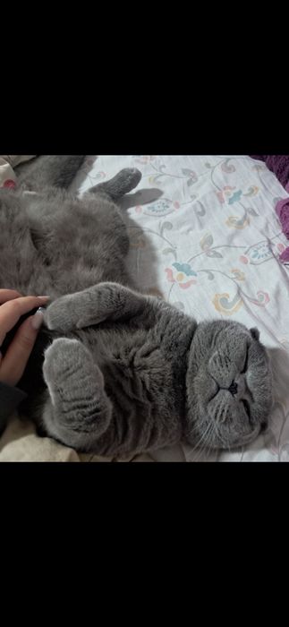 Motan scottish fold