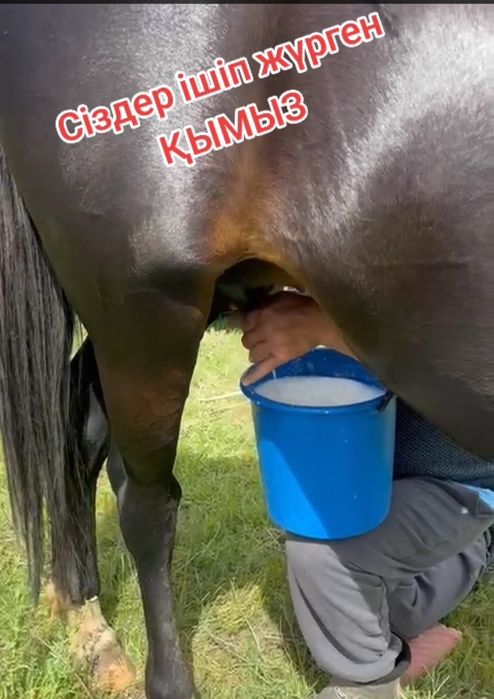 Қымыз қымыран құрт май айран сүт көже боза ешкі сүті