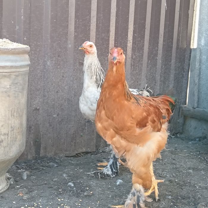 Продам петушков брама