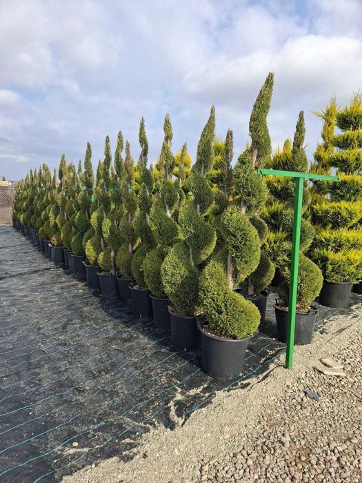 spirale si pon pon