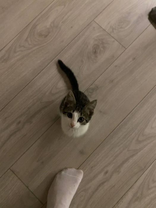 Котёнок ищет любящую семью