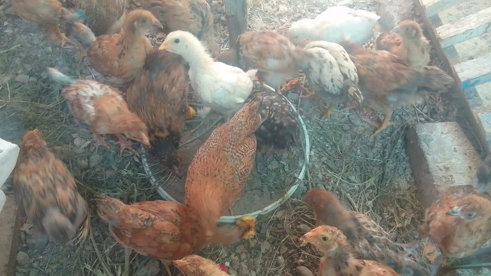 Продам домашних цыплят