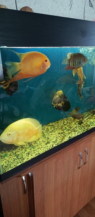 Продам большой аквариум.