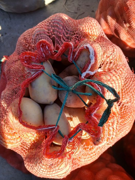 Продам картошку . Семенную