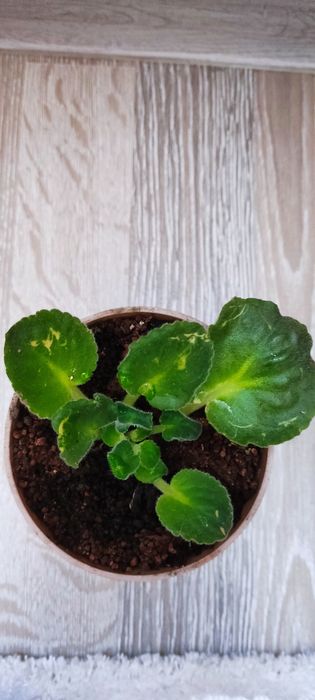 Фиалки цветы маленькие