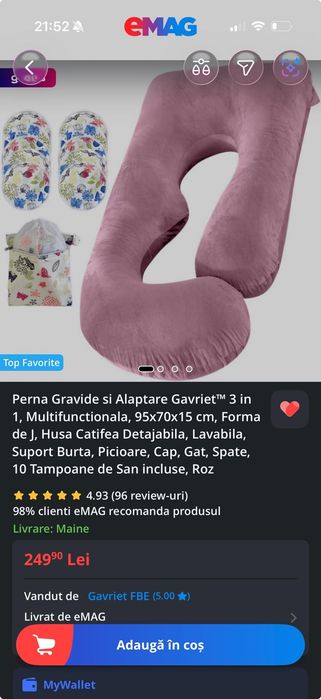 Perna mare gravida