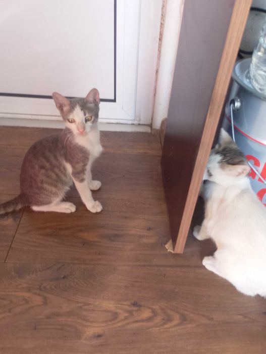 Предлагам малки котета за осиновяване