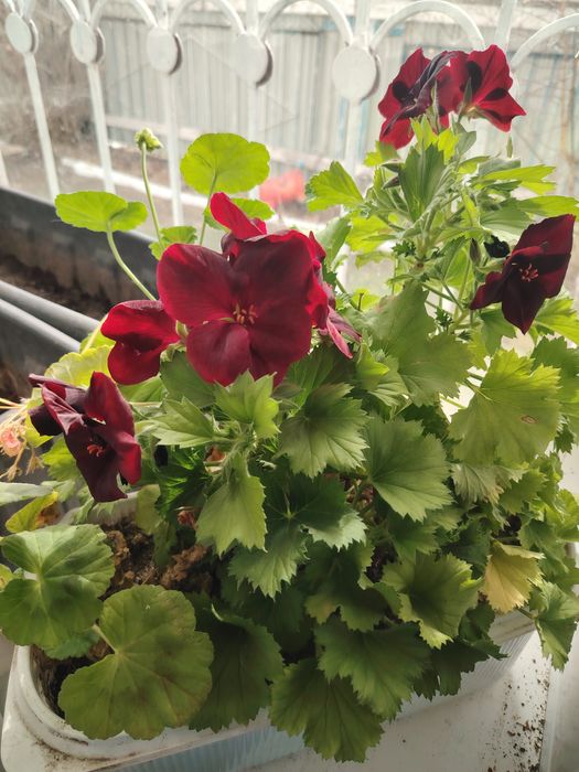 Продам королевскую пеларгонию