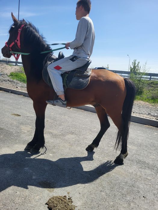 Жылкы сатылады бесты