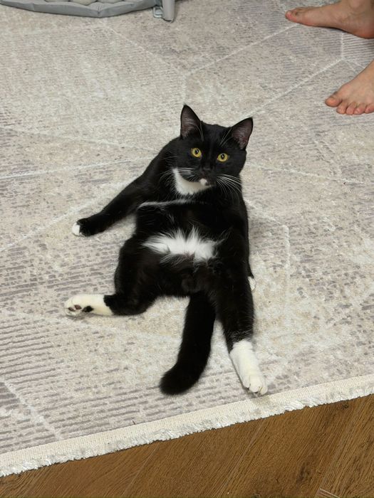 Ищем кошечку для вязки. Кот Лео, 7 месяцев