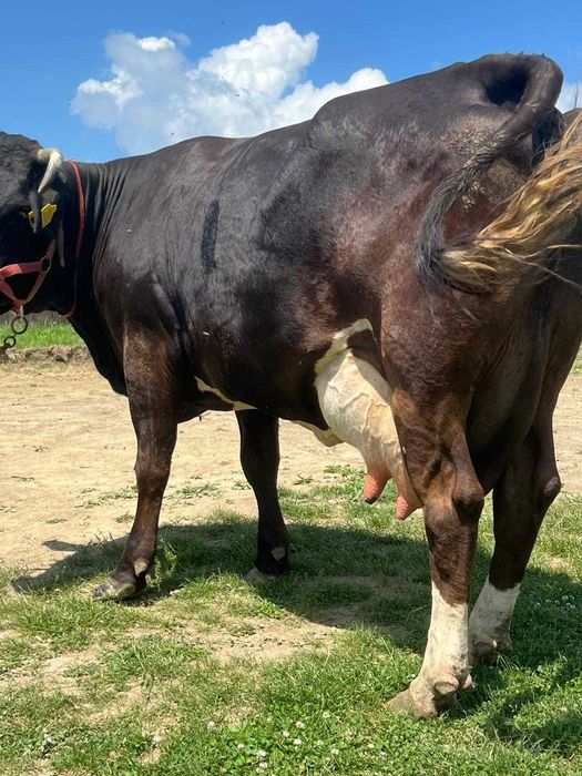De vanzare vaca buna de lapte