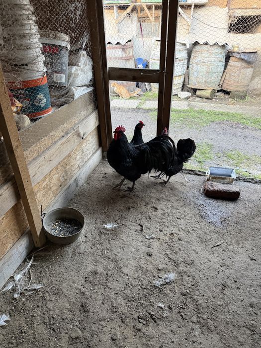 Australorp negru si italiana potarnichie