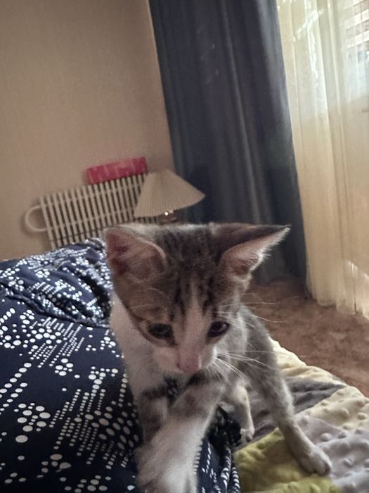 Отдам котенка в хорошие руки