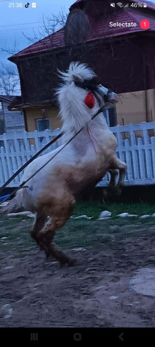 Schimb ponei cu cal castrat sau iapa , nu deranjați inutil .