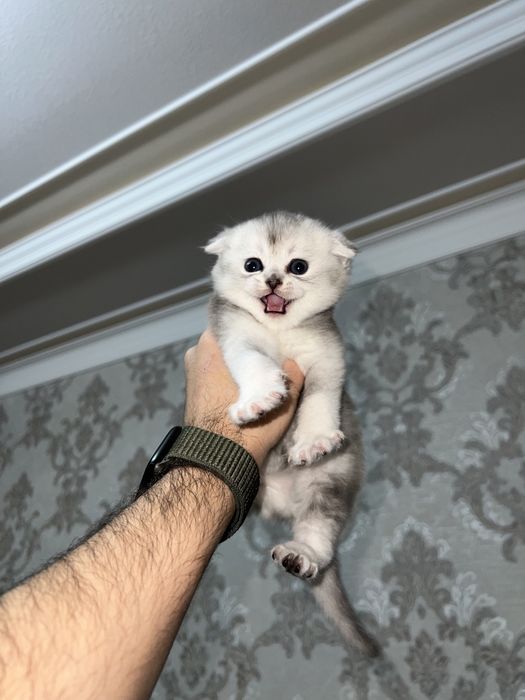 Shinshilla toza qon 100 % sotiladi !!!