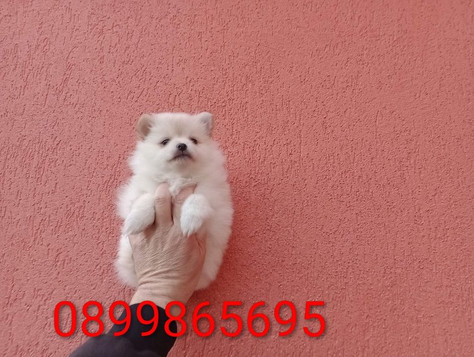 Женско Померанче.