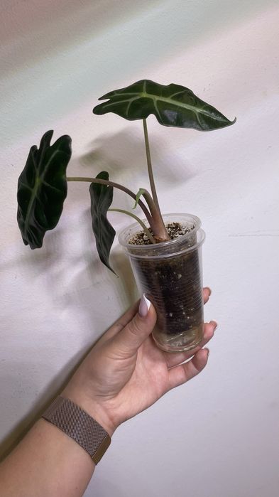 Детки алоказии Полли