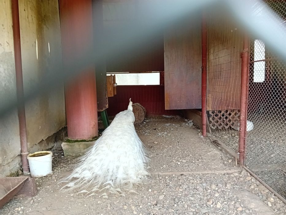 Pauni alb matur de vanzare