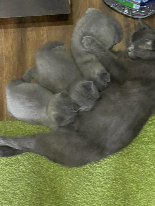 Продаются британские котята!