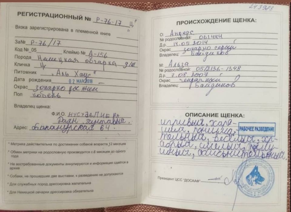 Немецкая овчарка кобель