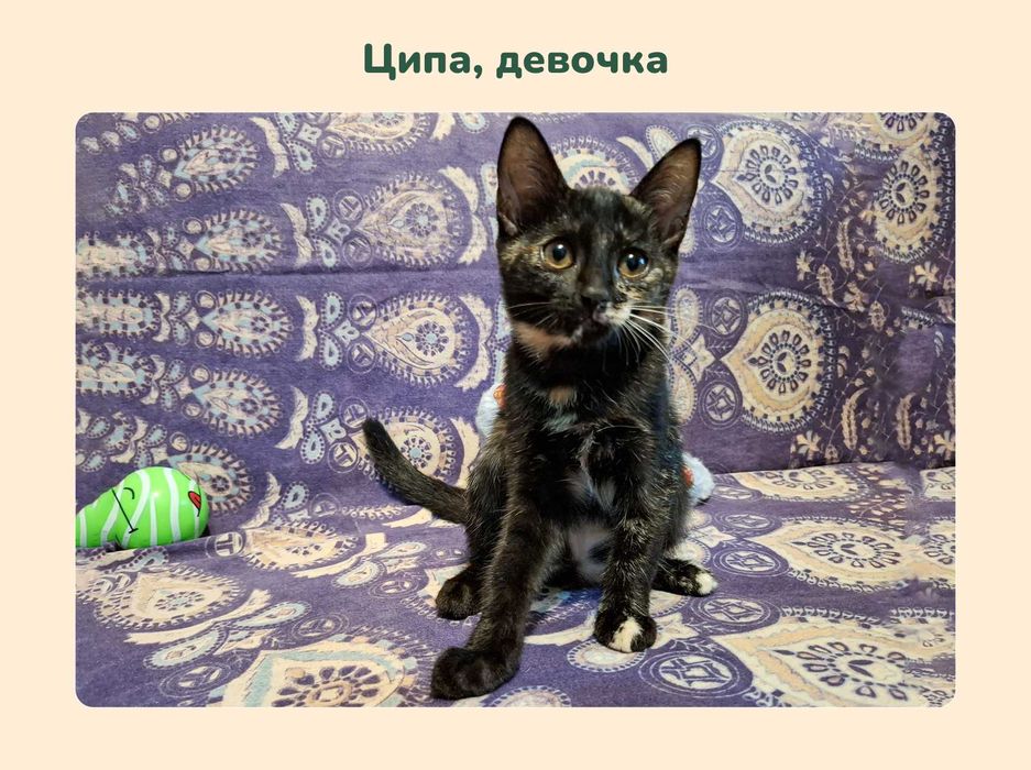 Отдам котят в добрые руки