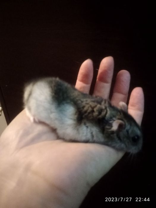 Колеса для хомячков,крыс,белок