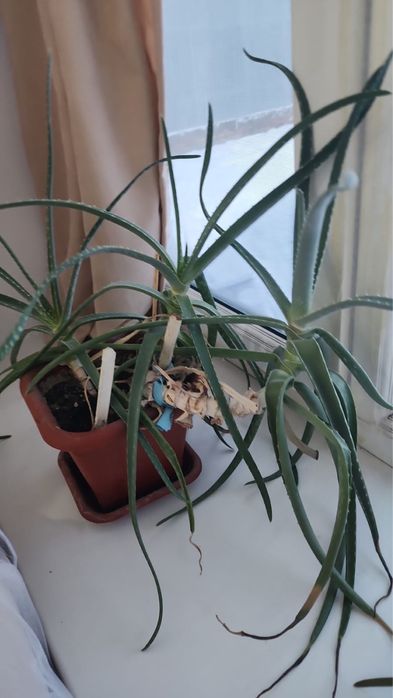 Цветок Алое шестилетний