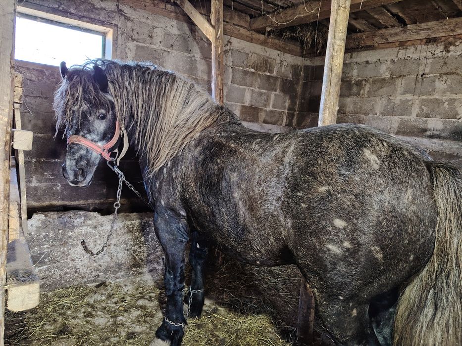 Vand mânz 3 ani jumate