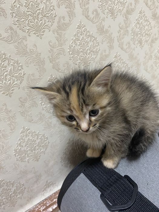 Отдам срочно красивых котят