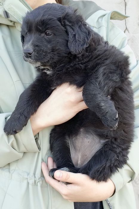 Щенки бесплатно!