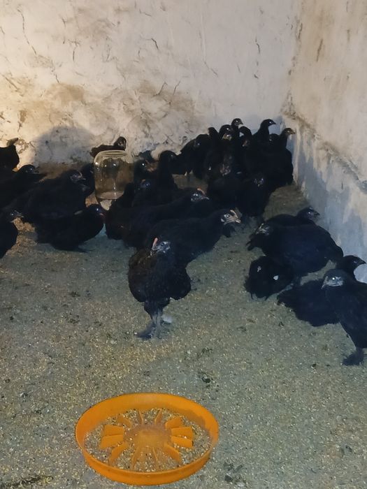 2 oylik andijon sertuhum qora tovuq jopjalari