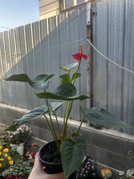 Комнатные цветы.