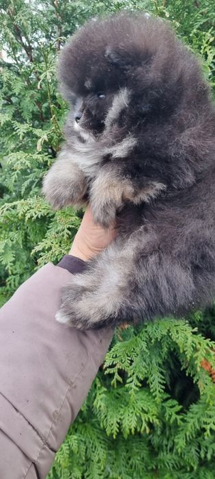 Померан померанче