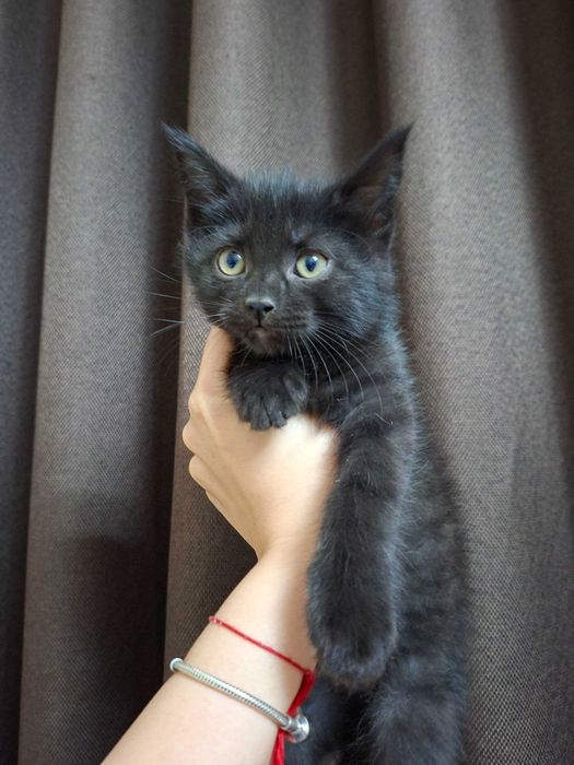 Очаровательные котята