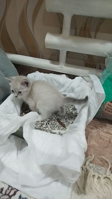 Отдам даром,даром