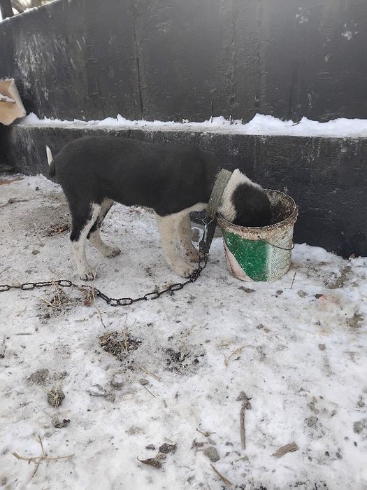 Ассалаумағалейкум күшік  сатылады 3айдан аскан ұргашы