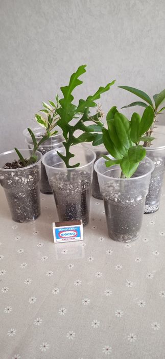 Продам комнатные растения