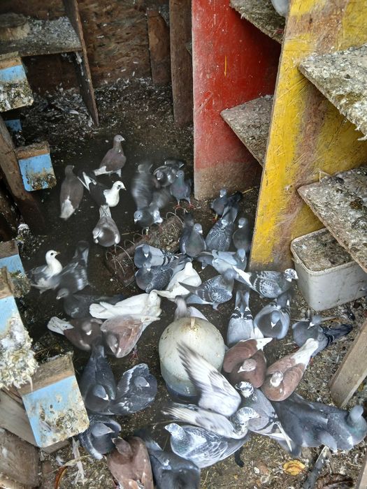 Vand porumbei voiajori