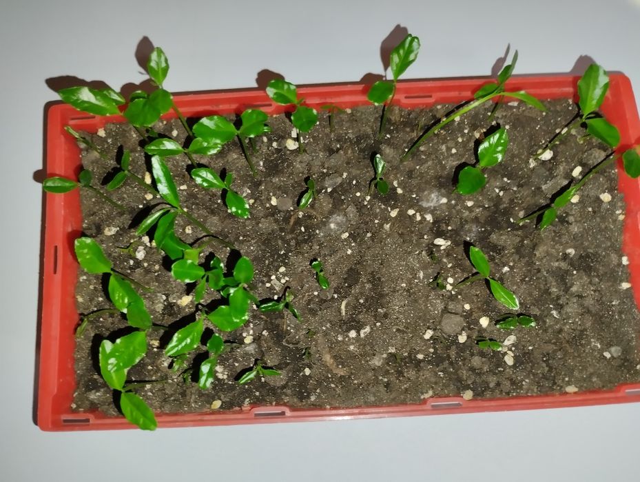 Мандарин из косточки