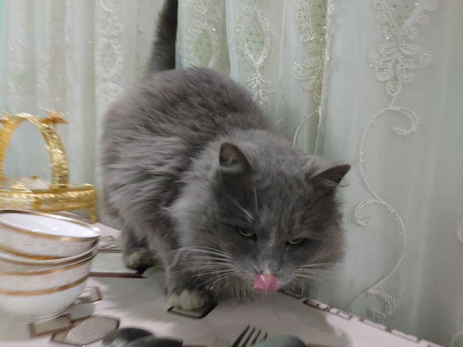 нибуленг кошка парень