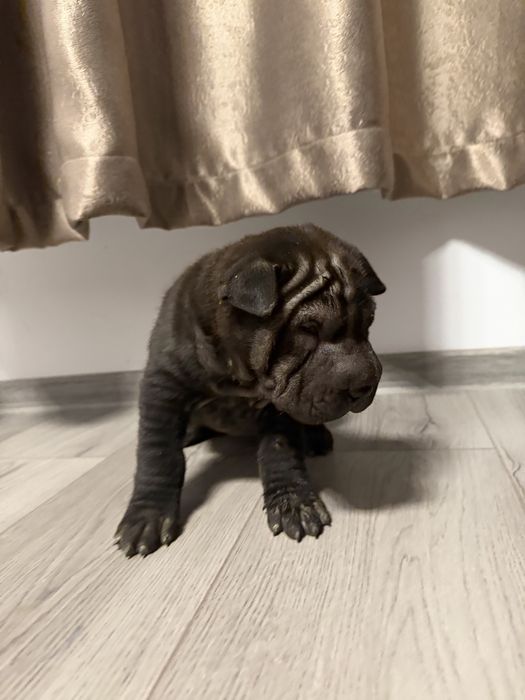 Shar Pei dragalasi