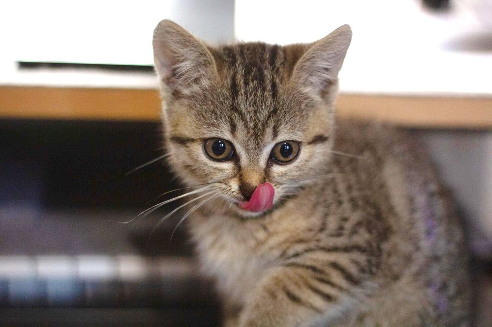 Малышка Феодосия ,ей 3,5 месяца