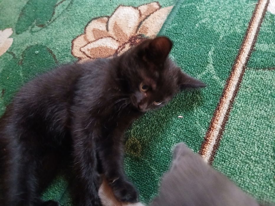 Отдаём котят в хорошие руки.