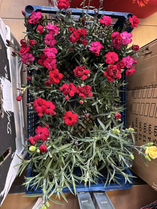 Мушкато, сакъзчета, маргаритки