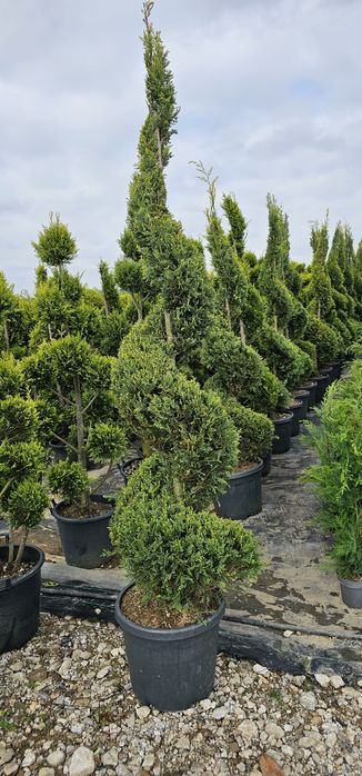 Tuia leylandi ( chamaecyparis) pon pon - spirala-