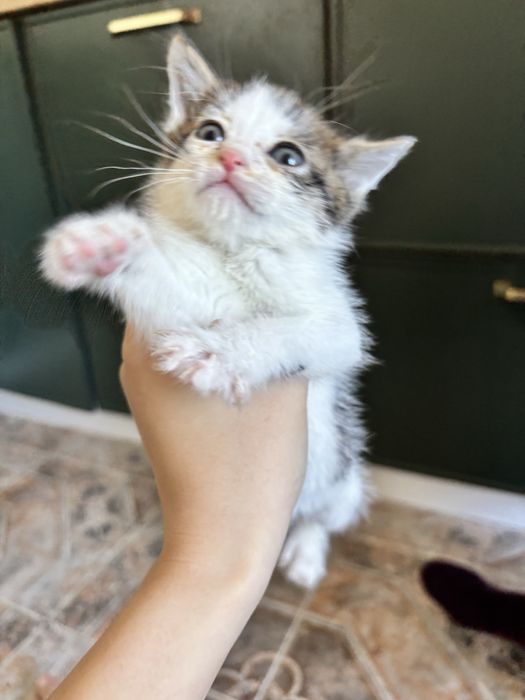 Котята маленькие, 1,5 месяца