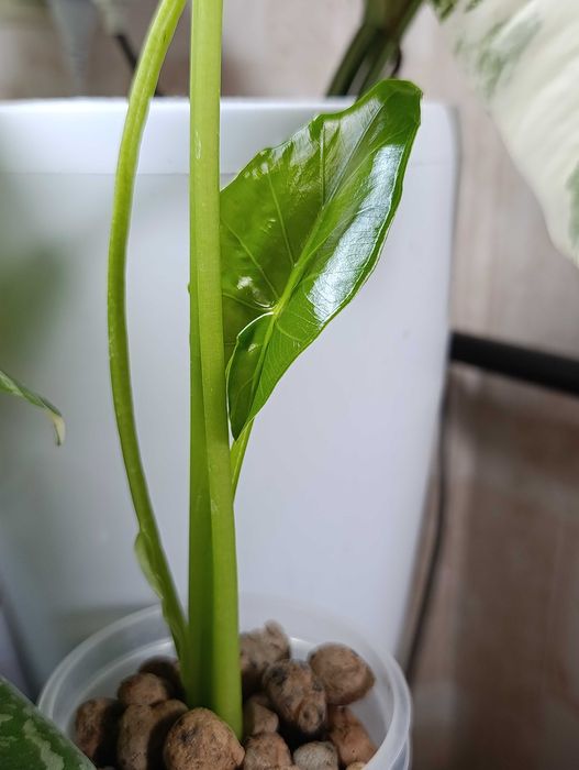 Цветы Фергана,Алоказия Одора коупнокорневищная