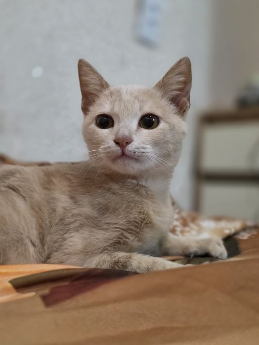 Срочно в Доброе Руки очень Красивый котёночек!