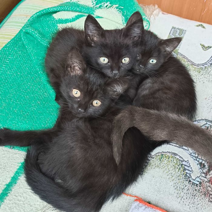 Котята в добрые руки