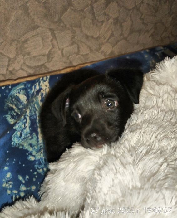 Щенок в поисках дома